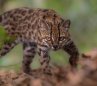 gato-tilcayo-nueva-especie-felino-bolivia