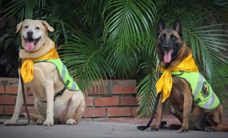 Nika y Estrella perritas policías