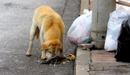 Los animales que habitan las calles y parques de la ciudad son los más afectados al ingerir alientos contaminados. Foto: archivo La Opinión
