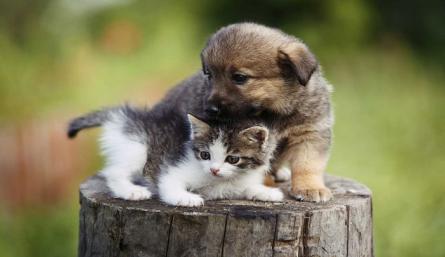 En el marco de esta semana se planea recaudar 10 toneladas de alimentos para perros y gatos, con el objetivo de apoyar a las asociaciones animalistas sin ánimo de lucro./ Cortesía/ La Opinión 