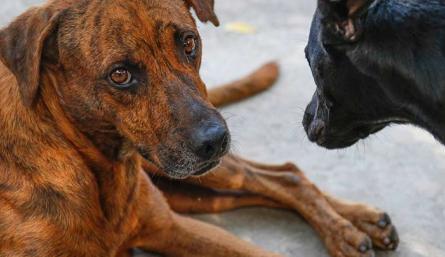 La Fiscalía anunciará en las próximas horas sanciones contra los maltratadores de animales