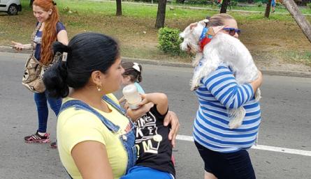 A caminar por los perros y gatos sin hogar./Foto: cortesía