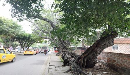 arboles enfermos en cúcuta