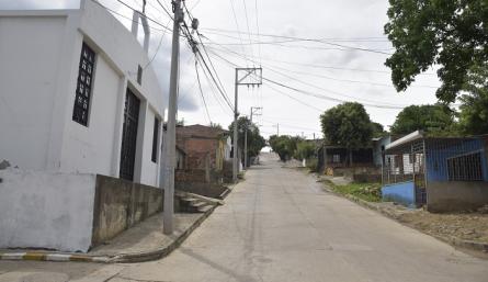 Palmeras parte baja 