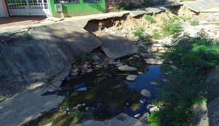 Palmeras no resiste tanta contaminación por La cañada