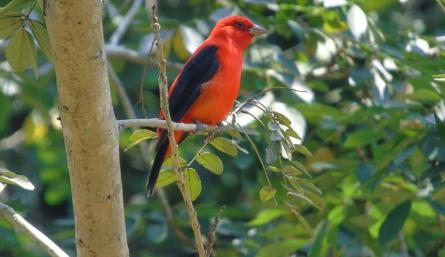 Piranga olivacea