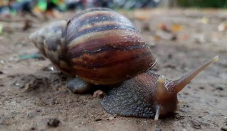 Pueden reproducirse fácilmente, hasta con 1.000 huevos al año
