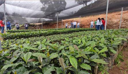 Los viveros de café, cacao y forestales representan la oportunidad de un agronegocio para familias de Sardinata. Foto Leonardo Oliveros/La Opinión
