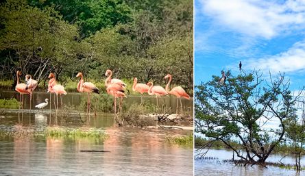 El Santuario de Fauna y Flora Los Flamencos, un parque nacional que está entre el Mar Caribe y el bosque seco de Riohacha, es una visita obligada.