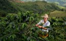 El café, motor productivo de más de 17.000 familias de Norte de Santander