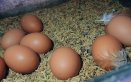 El fenómeno del huevo colombiano: redondo, nutritivo y apetecido. Foto La Opinión