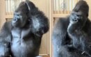 Gorila despechado en Japón. Foto: captura en redes sociales El Colombiano.
