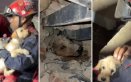 ANIMALES RESCATADOS EN VENEZUELA 