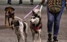 Perros, mascotas. Foto: Colprensa