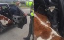Insólito operativo: así llevaban dos terneros en un carro como si fueran pasajeros