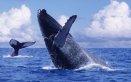Ballenas Colombia.Foto: Colprensa.