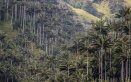 Colombia crea santuario para proteger la mayor población de palma de cera del mundo