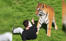 Tigre