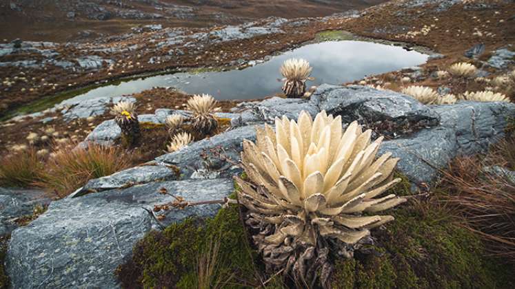 Los frailejones, son una de las especies endémicas que solo se pueden observar en los páramos.