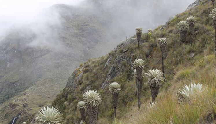 Los árboles se sembrarán en aquellas zonas en las que más se necesite. / Foto: Archivo