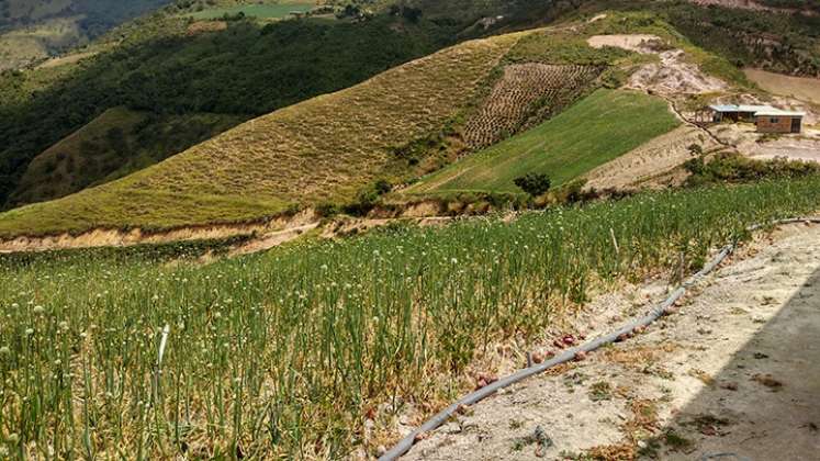 Irónicamente la pandemia fue la temporada más próspera en la región ya que elevó el precio de la carga de cebolla.