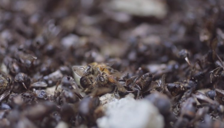 Millones de abejas mueren por los químicos. / Foto: AFP