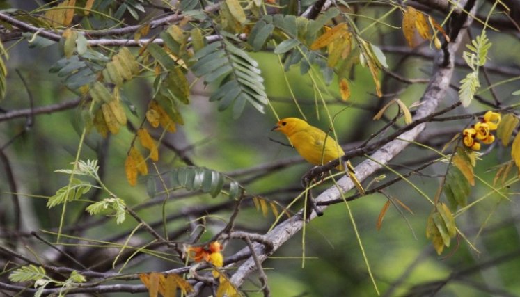 La presencia de especies carismáticas tanto en fauna como en flora resalta el valor del paisaje en la vereda Fátima, en el municipio de Sardinata. / Cortesía/ La Opinión 