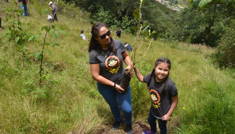 A la fecha se han plantado 1.783 árboles en los bosques alto andinos de Santurbán, contribuyendo de esta manera con la regulación hídrica de 17.000 Mt3 de agua. Las especies que se plantan en esos lugares son aliso, gaque o tampaco, arrayán, carbón, laurel, sauco, tilo, tibar, sauce, roble, pino colombiano. / Foto: Cortesía