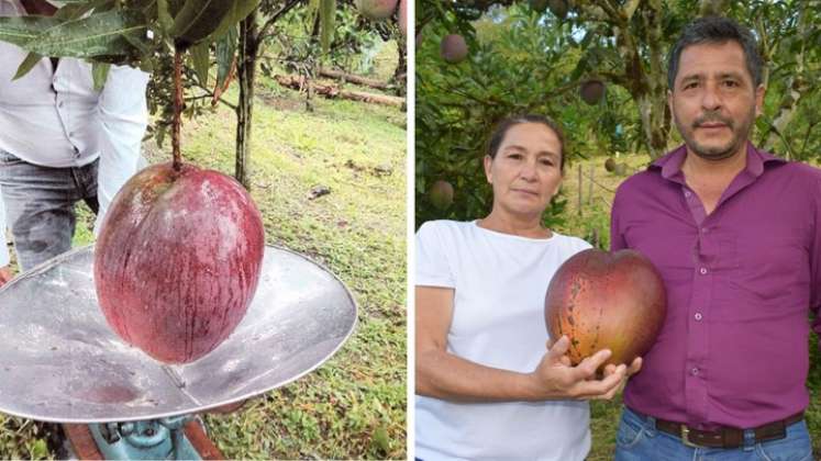 La pareja de campesinos colombianos Germán Orlando Novoa Barrera y Reina María Marroquín fue la encargada de cultivarlo en su finca San Martín, en Guayatá (Boyacá) / Foto: Guinnessworldrecords.com