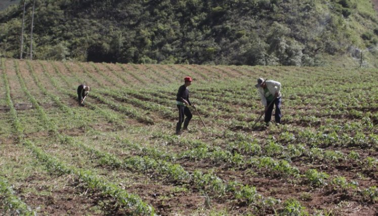 La meta del Proyecto de Sustitución Voluntaria es erradicar 80 de las 400 hectáreas en zona rural de Cúcuta./Foto: archivo/La Opinión