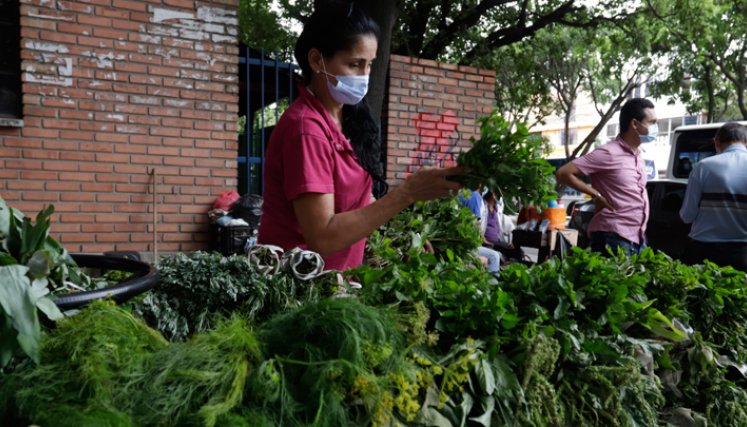 Hija de una guajira, Yolima Castellanos adquirió sus  conocimientos medicinales por herencia oral de su madre.