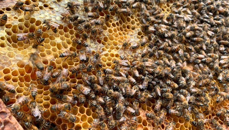 Abejas en un panal.