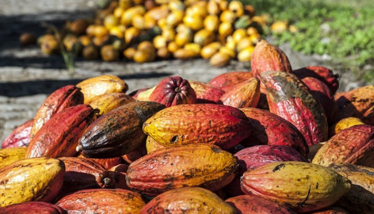 Cacao
