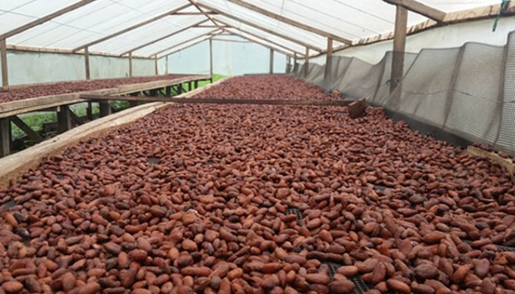 Proceso de secado del cacao.