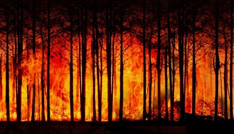 La resequedad origina incendios forestales