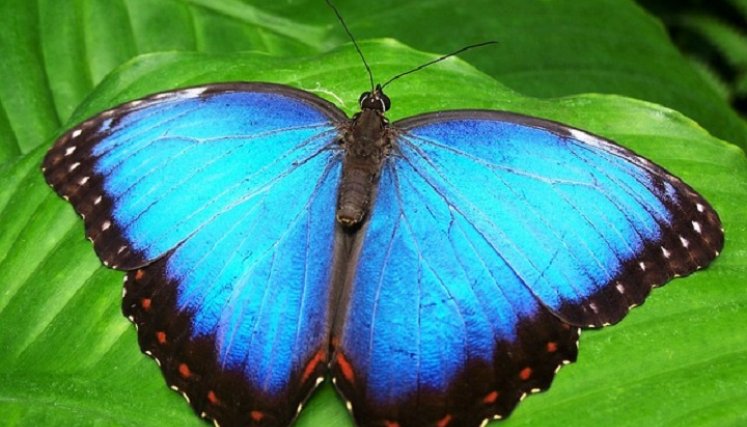 Analizaron de más de 350.000 fotografías.