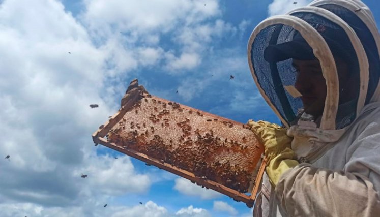 Abejas en un entorno seguro