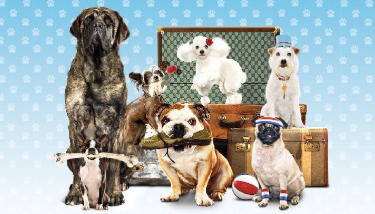 Películas para recordar hoy Día del Perro