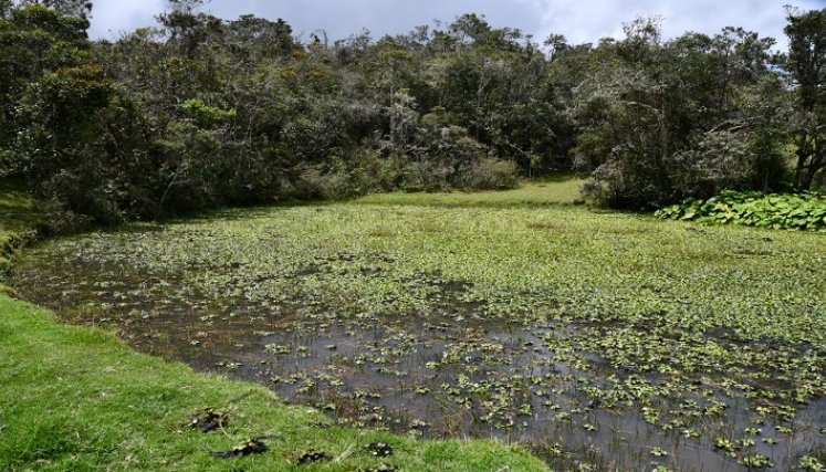 Aunque la planta tiene efectos negativos, también se ha constituido en un medio que atrae muchas aves silvestres, entre ellas las migratorias que llegan a descansar./ Cortesía/ La Opinión 