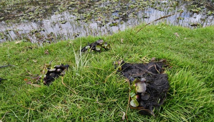 Buchón de agua en laguna de Mutiscua. / Cortesía/ La Opinión 