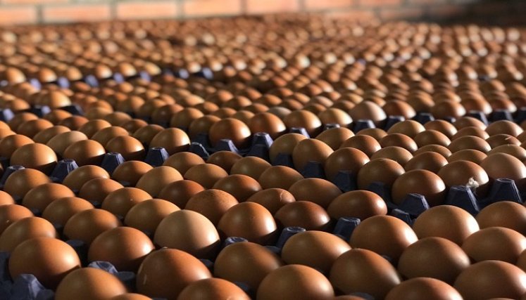 Las amas de casa ponen el grito en el cielo por los elevados precios de la canasta familiar, especialmente los huevos y el pollo. / Cortesía/ La Opinión 