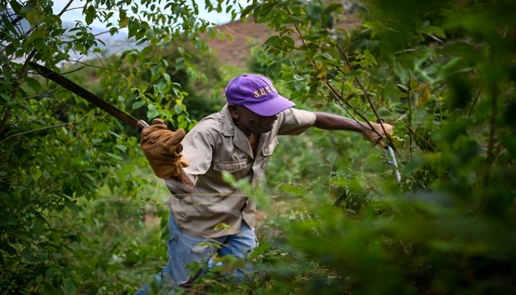 La vida ha mejorado un poco para estos caraqueños, desde que cultivan sus productos alimenticios en la ladera. / Foto AFP