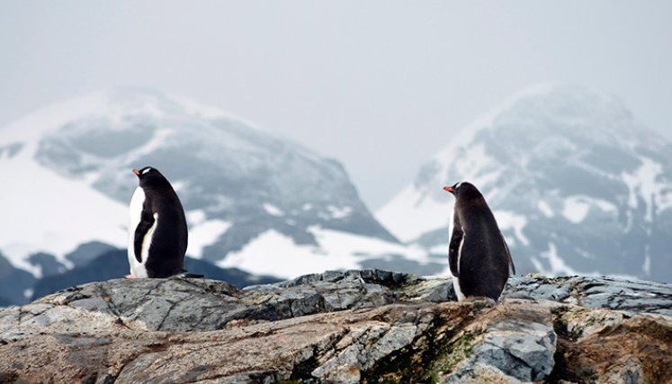 Pingüinos