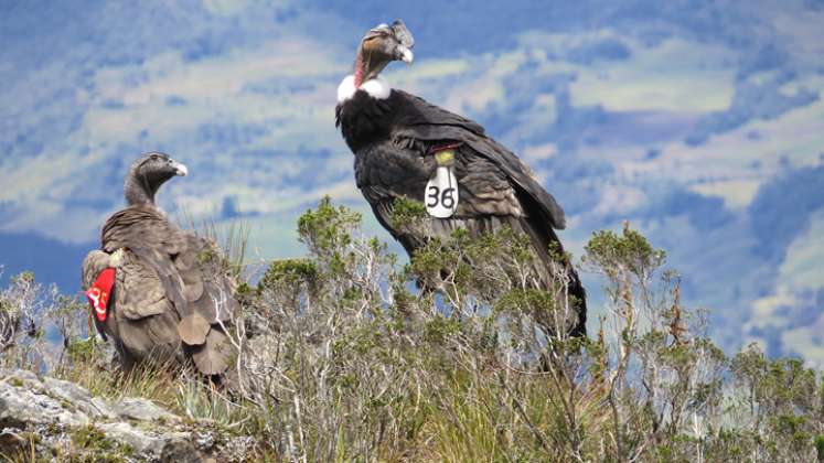 Llamado especial a las comunidades para que ayuden a conservar la especie