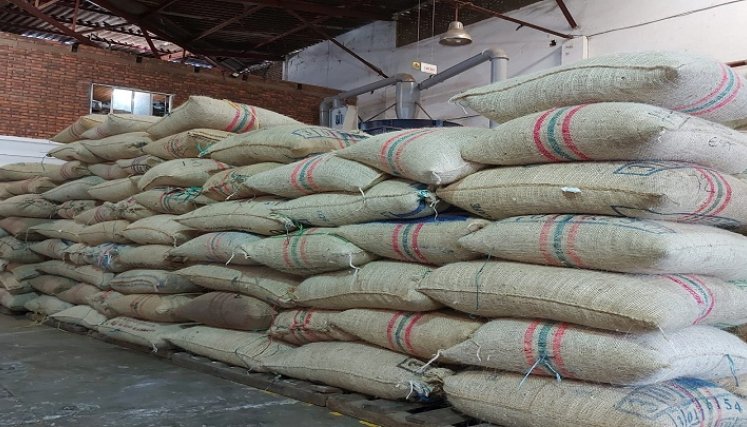 La meta es lograr la exportación del grano hacia el territorio asiático / Foto: Cortesía / La Opinión 