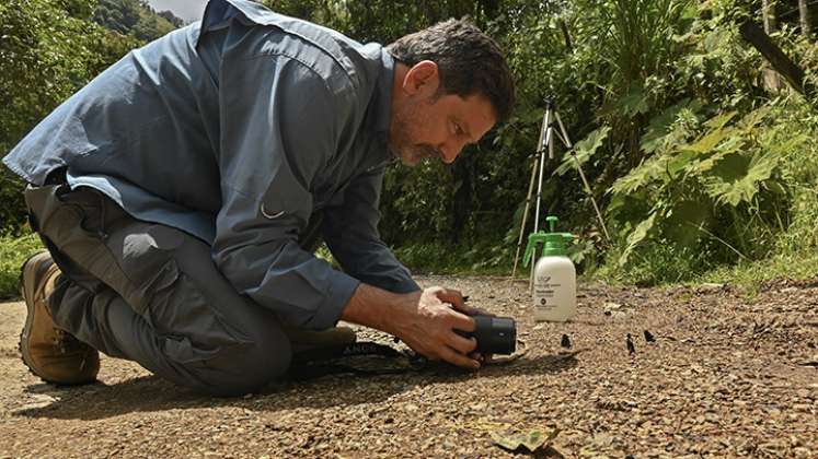 Fotografías de mariposas.