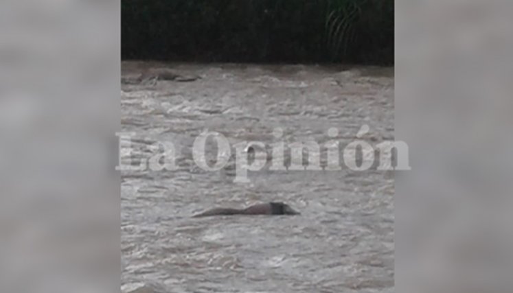 Hallan cadáver flotando en el río Pamplonita