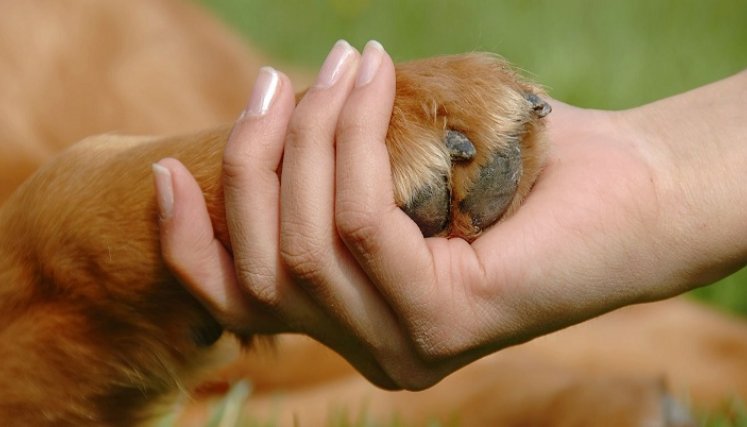 La ley ‘luto animal’ está sustentada por el vínculo sentimental que se crea entre animales y humanos 