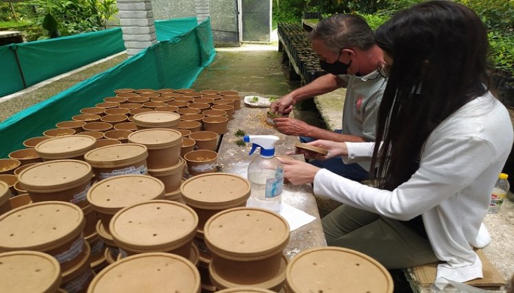 El vivero de la universidad Francisco de Paula Santander, seccional Ocaña hace aportes importantes para la reforestación de las fincas cafeteras de Norte de Santander.