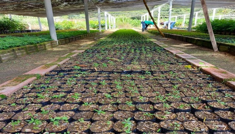 La universidad brinda apoyo a las instituciones en las campañas de reforestación